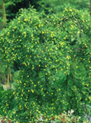 org:/gardening tips/Snoeiadvies/Overzichtspagina/Erwtenstruiks.jpg